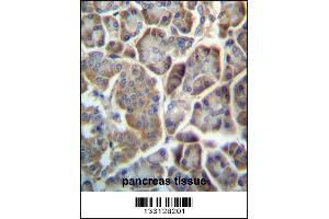 TMED9 Antibody immunohistochemistry analysis in formalin fixed and paraffin embedded human pancreas tissue followed by peroxidase conjugation of the secondary antibody and DAB staining. (TMED9 antibody  (C-Term))
