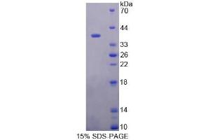 SDS-PAGE analysis of Human PTTG1IP Protein. (PTTG1IP Protein)