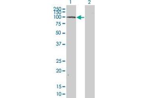 Western Blot analysis of MAP4K5 expression in transfected 293T cell line by MAP4K5 monoclonal antibody (M01), clone 3H3. (MAP4K5 antibody  (AA 361-470))