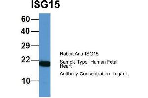 Western Blotting (WB) image for anti-ISG15 Ubiquitin-Like Modifier (ISG15) (Middle Region) antibody (ABIN2788047)