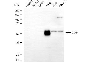 Western blotting analysis using CD14 antibody (ABIN7797952).