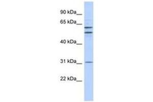 Image no. 1 for anti-Zinc Finger Protein 775 (ZNF775) (N-Term) antibody (ABIN6742931) (ZNF775 antibody  (N-Term))