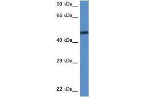 WB Suggested Anti-Smarcd3 Antibody Titration: 1. (SMARCD3 antibody  (C-Term))