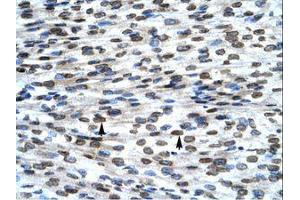 Image no. 3 for anti-BCL2-Associated X Protein (BAX) (N-Term) antibody (ABIN202051) (BAX antibody  (N-Term))