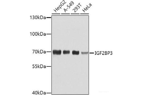 IGF2BP3 Antikörper