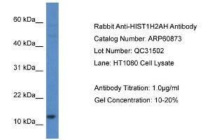 Western Blotting (WB) image for anti-Histone H2A Type 1-H (HIST1H2AH) (C-Term) antibody (ABIN2788615) (HIST1H2AH antibody  (C-Term))