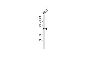 JUN Antibody  g western blot analysis in A431 cell line lysates (35 μg/lane). (C-JUN antibody  (AA 221-250))