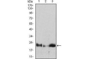 Western Blotting (WB) image for anti-Hypoxanthine phosphoribosyltransferase 1 (HPRT1) (AA 1-218) antibody (ABIN2682995)
