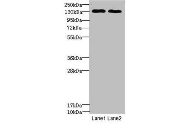 Tpp2 抗体  (AA 1-300)