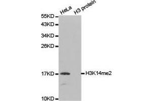 Western blot analysis of extracts of HeLa and H3 protein, using H3K14me2 antibody. (Histone 3 antibody  (H3K14me2))
