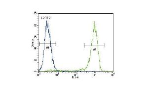 AKT1 Antibody (C-term ) (ABIN655915 and ABIN2845314) flow cytometric analysis of MCF-7 cells (right histogram) compared to a negative control cell (left histogram). (AKT1 antibody  (C-Term))