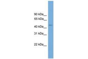 Image no. 1 for anti-Chromosome 11 Open Reading Frame 16 (C11ORF16) (AA 395-444) antibody (ABIN6746510)