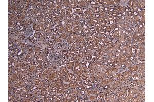 Immunohistochemistry (IHC) image for anti-V-Myb Myeloblastosis Viral Oncogene Homolog (Avian) (MYB) (AA 281-294) antibody (ABIN190759)