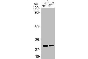 Western Blot analysis of MCF7 HELA cells using 14-3-3 ζ Polyclonal Antibody (14-3-3 zeta antibody)