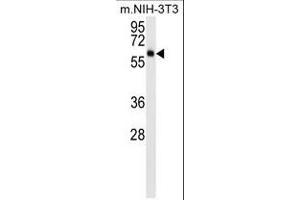 AKT3 (ABIN659026 and ABIN2838048) western blot analysis in mouse NIH-3T3 cell line lysates (15 μg/lane). (AKT3 antibody)
