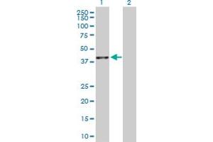 Western Blot analysis of BMP2 expression in transfected 293T cell line by BMP2 MaxPab polyclonal antibody. (BMP2 antibody  (AA 1-396))