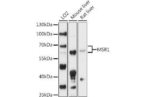 Western blot analysis of extracts of various cell lines, using MSR1 antibody (ABIN6127577, ABIN6144083, ABIN6144084 and ABIN6218466) at 1:1000 dilution. (Macrophage Scavenger Receptor 1 antibody  (AA 192-451))