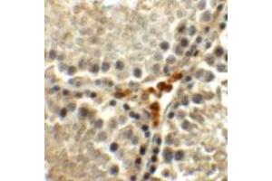 Immunohistochemical staining of rat testis cells with MEIG1 polyclonal antibody  at 5 ug/mL. (MEIG1 antibody  (C-Term))