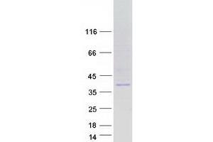 Validation with Western Blot (PPIE Protein (Transcript Variant 4) (Myc-DYKDDDDK Tag))