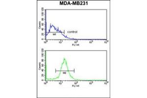 Flow cytometry analysis of MDA-MB231 cells uding DIRAS1 Antibody  (bottom histogram) compared to a negative control cell (top histogram). (DIRAS1 antibody  (Middle Region))