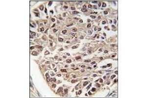 Image no. 1 for anti-serine/arginine-Rich Splicing Factor 2 (SRSF2) (N-Term) antibody (ABIN357967) (SRSF2 antibody  (N-Term))
