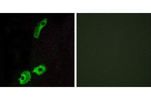 Peptide - +Western blot analysis of extracts from HUVEC cells, using GPR151 antibody. (GPR151 antibody  (C-Term))
