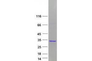 Validation with Western Blot (GAS41 Protein (Myc-DYKDDDDK Tag))