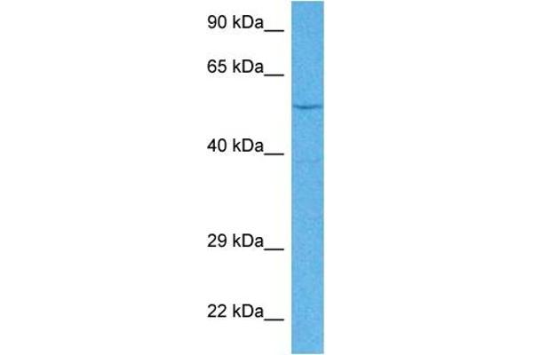 EYA1 antibody  (Middle Region)