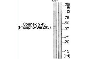 Western blot analysis of extracts from HuvEc cells, using Connexin 43 (Phospho-Ser265) Antibody. (Connexin 43/GJA1 antibody  (pSer265))