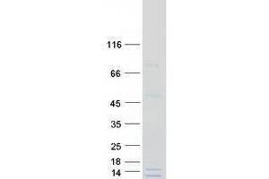 Validation with Western Blot (GATC Protein (Myc-DYKDDDDK Tag))