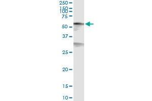 Immunoprecipitation of CREB5 transfected lysate using anti-CREB5 MaxPab rabbit polyclonal antibody and Protein A Magnetic Bead , and immunoblotted with CREB5 purified MaxPab mouse polyclonal antibody (B01P) . (CREB5 antibody  (AA 1-508))