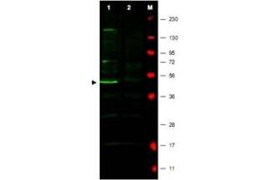 Western blot using FBXO5 polyclonal antibody  shows detection of a major band corresponding to FBXO5 protein in a human HeLa whole cell lysate (Lane 1 arrowhead).