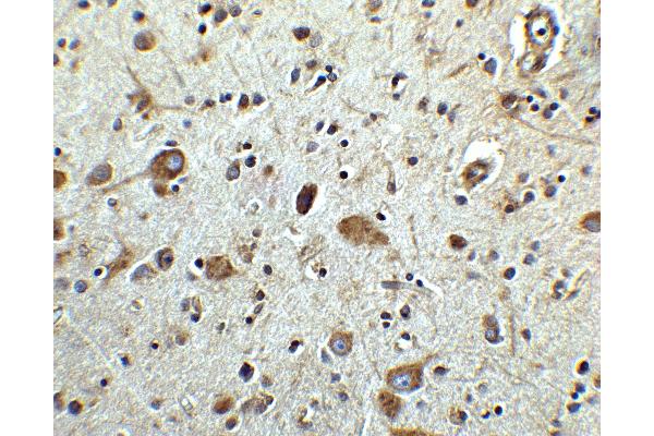 MANF antibody  (C-Term)