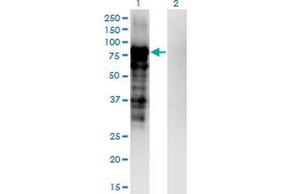 Plakophilin 3 antibody  (AA 225-324)