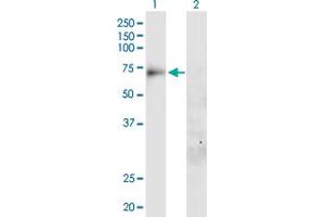 Western Blot analysis of SLC20A1 expression in transfected 293T cell line by SLC20A1 MaxPab polyclonal antibody. (SLC20A1 antibody  (AA 1-679))