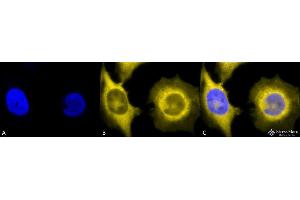 Immunocytochemistry/Immunofluorescence analysis using Rat Anti-GRP94 Monoclonal Antibody, Clone 9G10 . (GRP94 antibody  (APC))