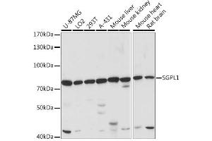 Western blot analysis of extracts of various cell lines, using SGPL1 antibody (ABIN7270533) at 1:1000 dilution. (SGPL1 antibody  (AA 60-390))