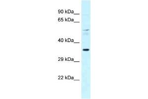 Western Blotting (WB) image for anti-Peroxisome Proliferator-Activated Receptor alpha (PPARA) (C-Term) antibody (ABIN2778248)