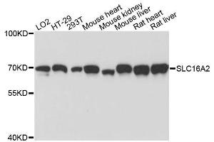 Western blot analysis of extracts of various cell lines, using SLC16A2 antibody. (SLC16A2/MCT8 antibody  (AA 1-100))