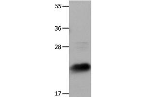 Western Blot analysis of Hela cells using IL18 Polyclonal Antibody at dilution of 1:1350