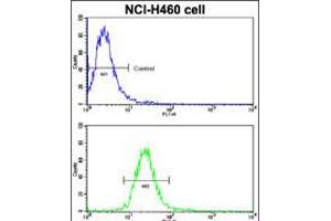 Flow cytometric analysis of NCI-H460 cells using EphB2 Antibody (bottom histogram) compared to a negative control cell (top histogram).
