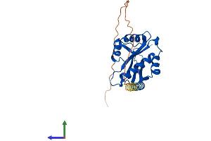Protein Structure (PS) image for ARD1 Homolog, N-Acetyltransferase (ARD1A) (AA 1-235) protein (His tag) (ABIN7549614)