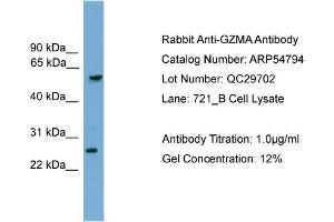 WB Suggested Anti-GZMA  Antibody Titration: 0. (GZMA antibody  (C-Term))