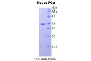 SDS-PAGE (SDS) image for Fibrinogen gamma Chain (FGG) (AA 168-405) protein (His tag) (ABIN2121045) (FGG Protein (AA 168-405) (His tag))