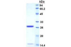 SDS-PAGE of Protein Standard from the Kit (Highly purified E. (Ki-67 ELISA Kit)