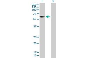 Western Blot analysis of HRG expression in transfected 293T cell line by HRG MaxPab polyclonal antibody.
