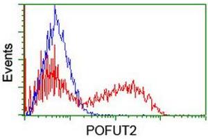 Image no. 1 for anti-Protein O-Fucosyltransferase 2 (POFUT2) antibody (ABIN1500326) (POFUT2 antibody)