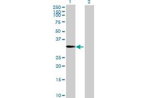 Western Blot analysis of PLEKHA3 expression in transfected 293T cell line by PLEKHA3 MaxPab polyclonal antibody.