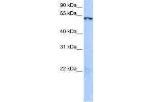 WB Suggested Anti-LIN9 Antibody Titration:  0. (LIN9 antibody  (N-Term))