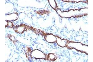 IHC testing of FFPE rat kidney tissue with recombinant Cadherin 16 antibody (clone CDH16/1532R).